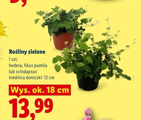 Roślina zielona Hedera promocja w Lidl