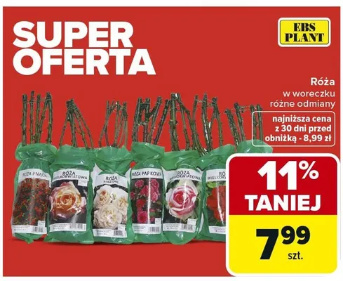 Róża w woreczku różne odmiany promocja w Carrefour
