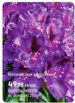 Różanecznik purpurowy promocja w Castorama