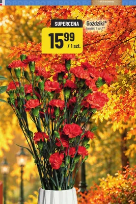 Goździki bukiet 7-pak promocja w POLOmarket
