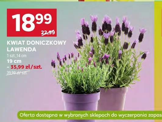 Kwiat doniczkowy lawenda 14cm promocja w Stokrotka