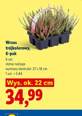Wrzos trójkolorowy 6-pak promocja w Lidl