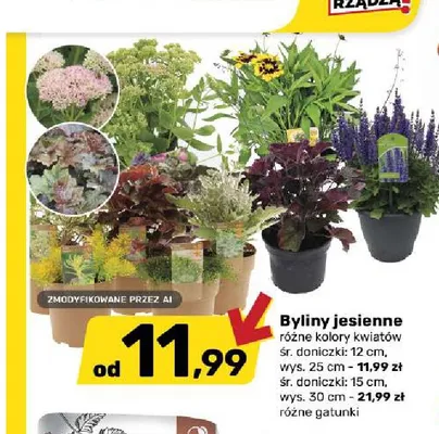 Byliny jesienne promocja w Bricomarche