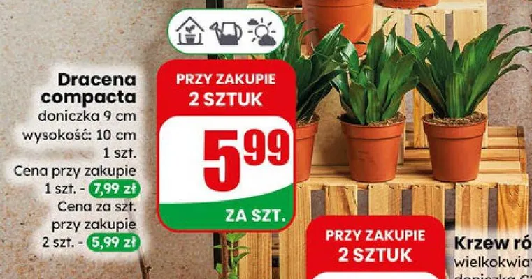 Dracena compacta doniczka 9 cm wysokość: 10 cm promocja w Dino
