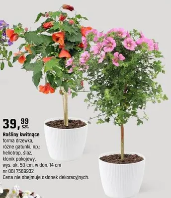 Rośliny kwitnące forma drzewka, różne gatunki, np.: heliotrop, ślaz, klonik pokojowy, wys. ok. 50 cm promocja w OBI