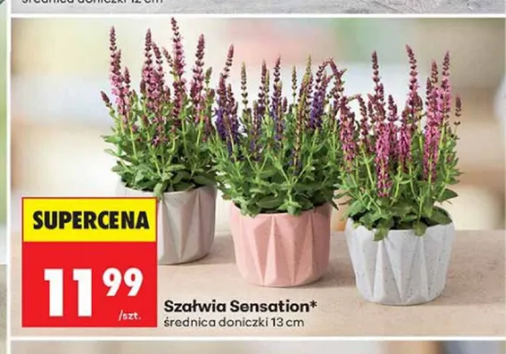 Szałwia Sensation średnica doniczki 13 cm promocja w Biedronka