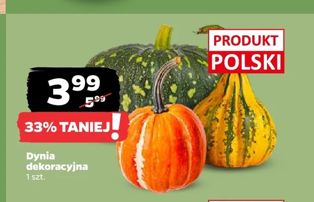 Dynia dekoracyjna promocja w Netto
