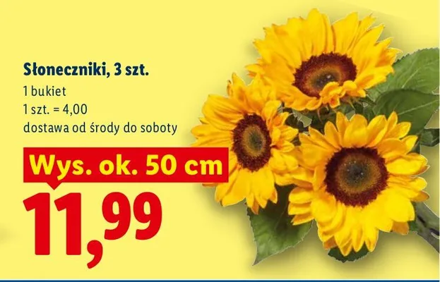 Słoneczniki promocja w Lidl