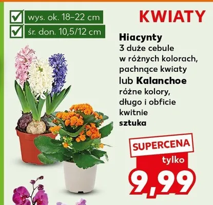 Hiacynty 3 duże cebule w różnych kolorach, pachnące kwiaty lub Kalanchoe różne kolory, długo i obficie kwitnie promocja w Kaufland