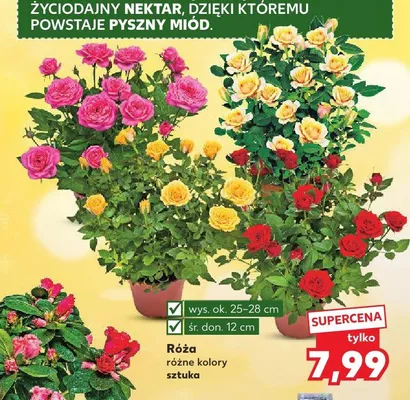 Róża wys. ok. 25-28cm śr. don. 12cm promocja w Kaufland