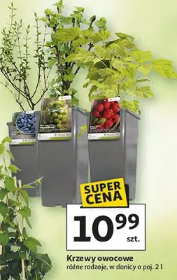 Krzewy owocowe różne rodzaje promocja w Auchan
