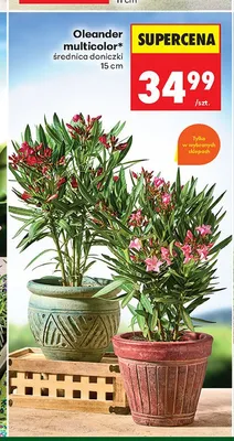 Oleander multicolor średnica doniczki 15cm promocja w Biedronka