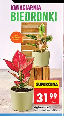 Aglomena średnica doniczki 11cm promocja w Biedronka