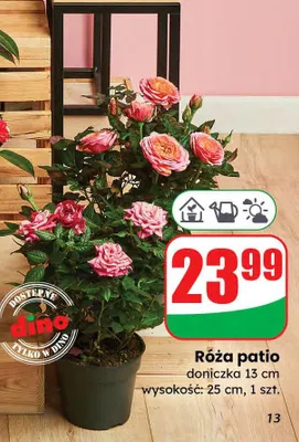 Róża patio 25 cm, w doniczce promocja w Dino