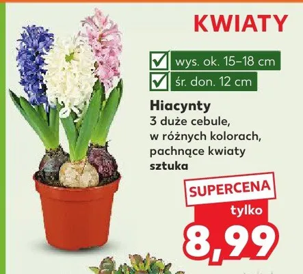 Hiacynty 3 duże cebule w różnych kolorach pachnące kwiaty sztuka promocja w Kaufland