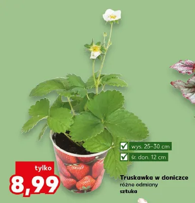 Truskawka w doniczce wys. 25-30cm śr. don. 12cm promocja w Kaufland