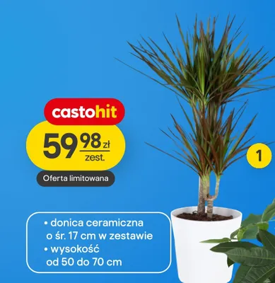 Roślina doniczkowa Dracena marginata promocja w Castorama