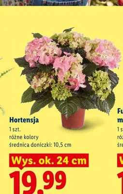 Hortensja promocja w Lidl