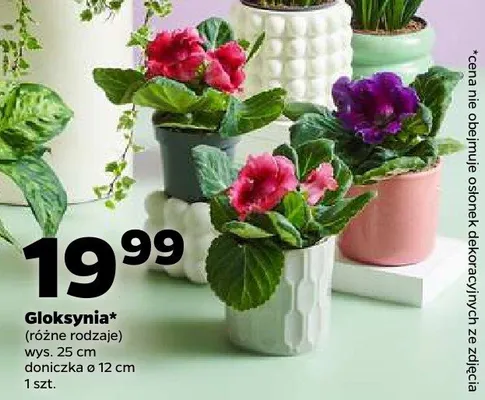 Gloksynia (różne rodzaje) promocja w Netto