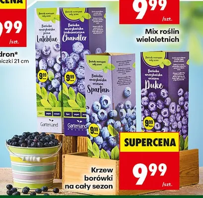 Krzew borówki na cały sezon promocja w Biedronka