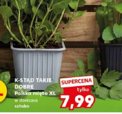 Mięta polska XL w doniczce promocja w Kaufland