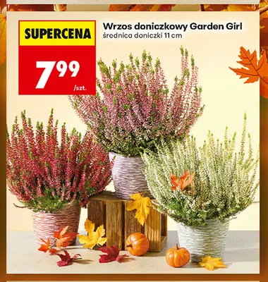 Wrzos doniczkowy Garden Girl promocja w Biedronka