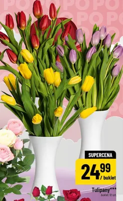 Tulipan promocja w POLOmarket