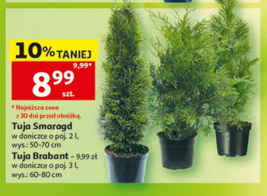 Tuja Brabant promocja w Auchan