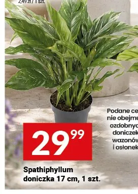 Spathiphyllum doniczka 17cm promocja w Twój Market