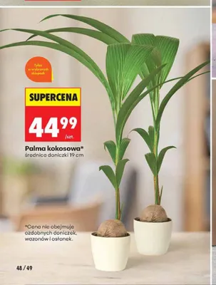 Palma kokosowa średnica doniczki 19 cm promocja w Biedronka