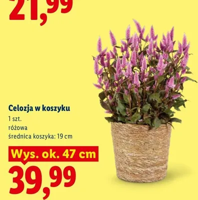 Celozja w koszyku wys. ok. 47 cm promocja w Lidl