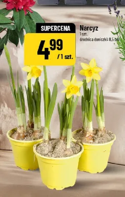 Narcyz promocja w POLOmarket