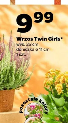 Wrzos Twin Girls promocja w Netto