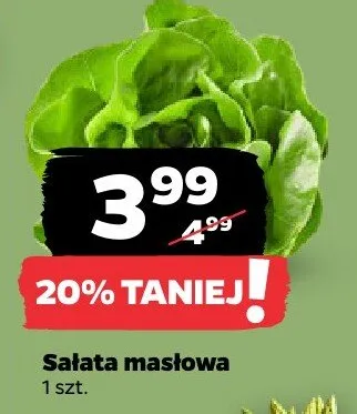 Sałata masłowa promocja w Netto