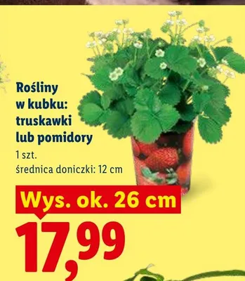 Rośliny w kubku: truskawki lub pomidory Lidl promocja w Lidl