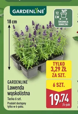 Lawenda wąskolistna Gardenline 6-pak promocja w Aldi
