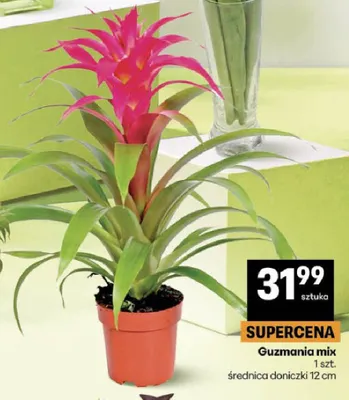 Guzmania mix promocja w Delikatesy Centrum