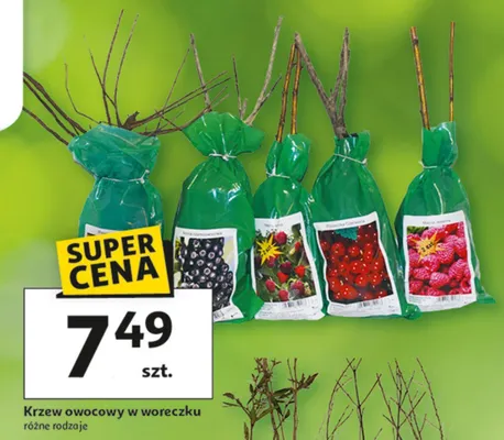Krzew owocowy w woreczku różne rodzaje promocja w Auchan
