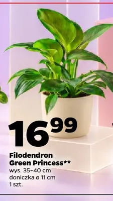 Filodendron Green Princess promocja w Netto