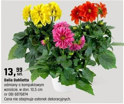 Dalia Dahlietta odmiany o kompaktowym wzroście promocja w OBI
