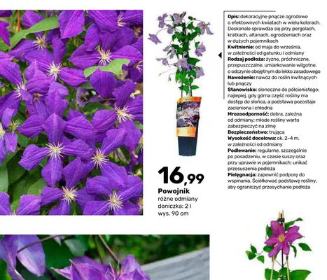 Powojnik promocja w Bricomarche