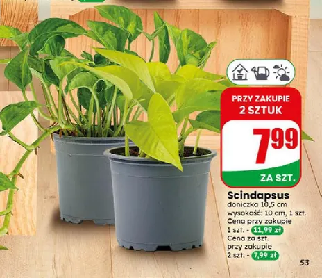 Scindapsus promocja w Dino