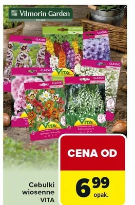 Cebulki wiosenne promocja w Carrefour