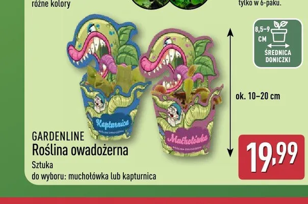 Roślina owadożerna kapturnica GARDENLINE promocja w Aldi