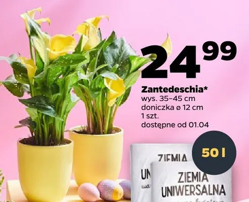 Zantedeschia promocja w Netto