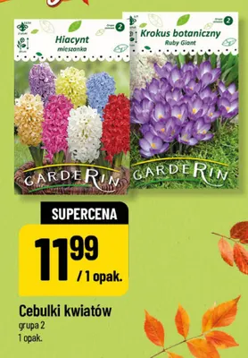 Cebulki kwiatów Krokus botaniczny Ruby Giant Garderin promocja w POLOmarket