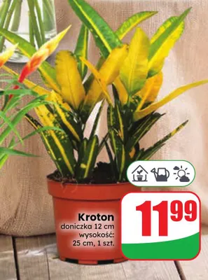 Kroton promocja w Dino