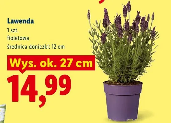 Lawenda fioletowa średnica doniczki 12cm promocja w Lidl
