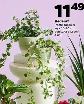 Hedera (różne rodzaje) promocja w Netto