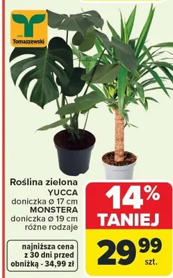 Roślina zielona YUCCA promocja w Carrefour